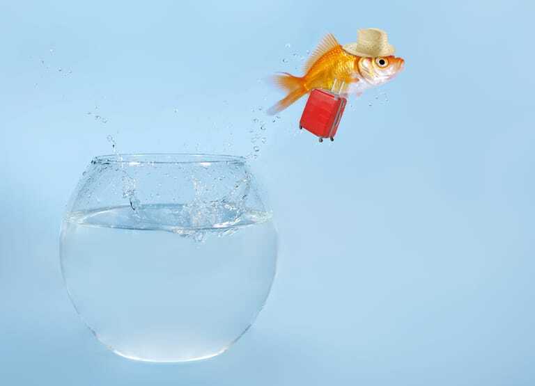 Fisch springt aus dem Wasserglas mit Hut und Koffer