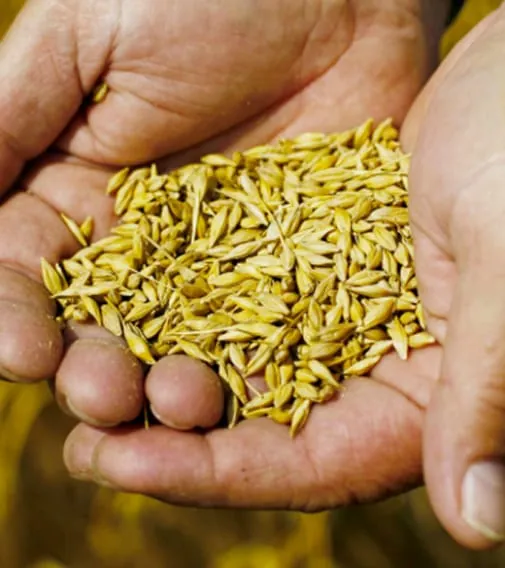 Mühlen melden Mahlrekord