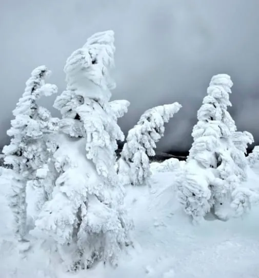 Anfälliger Aufschwung