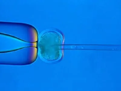 FDP für Volksabstimmung über Präimplantationsdiagnostik