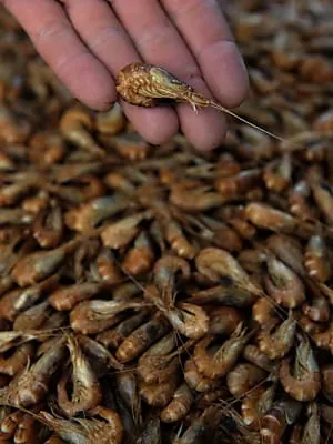 Fischer beschließen Fangstopp für Krabben