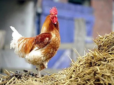 Zahl der Bauernhöfe geht weiter zurück