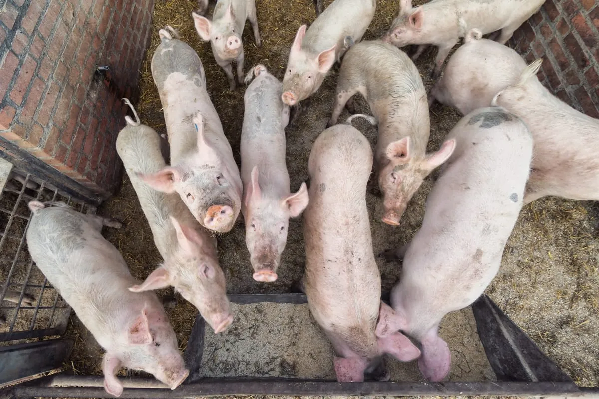 Wie die Afrikanische Schweinepest das Fleischerhandwerk trifft