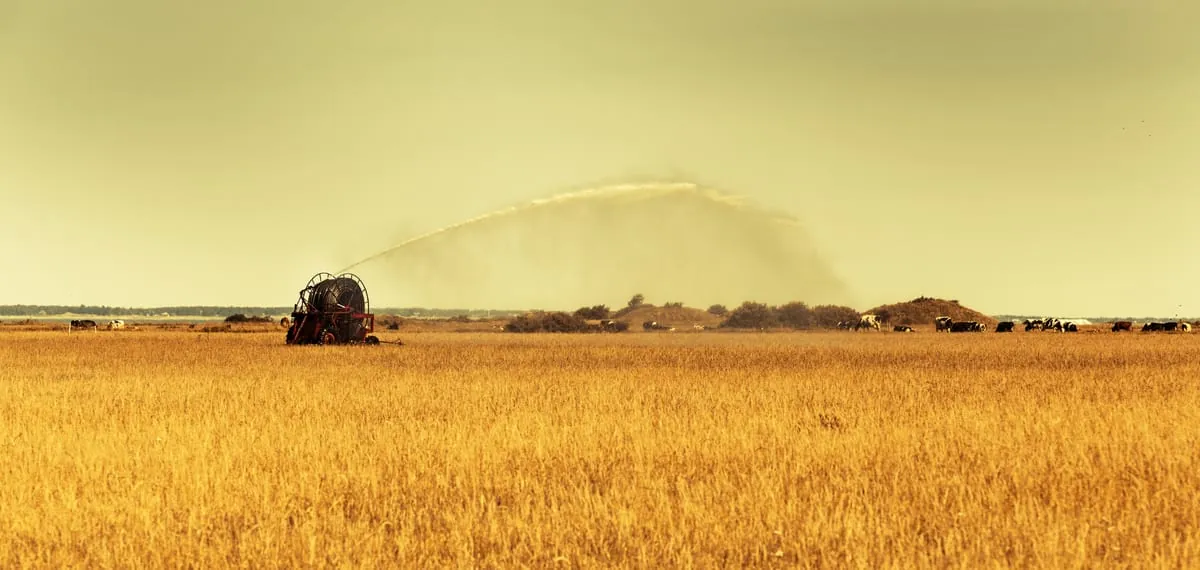 Dürre in Deutschland: So trifft es die Müller