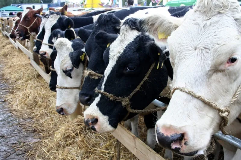 Schwedische Behörde will EU-weite Steuer auf Fleisch