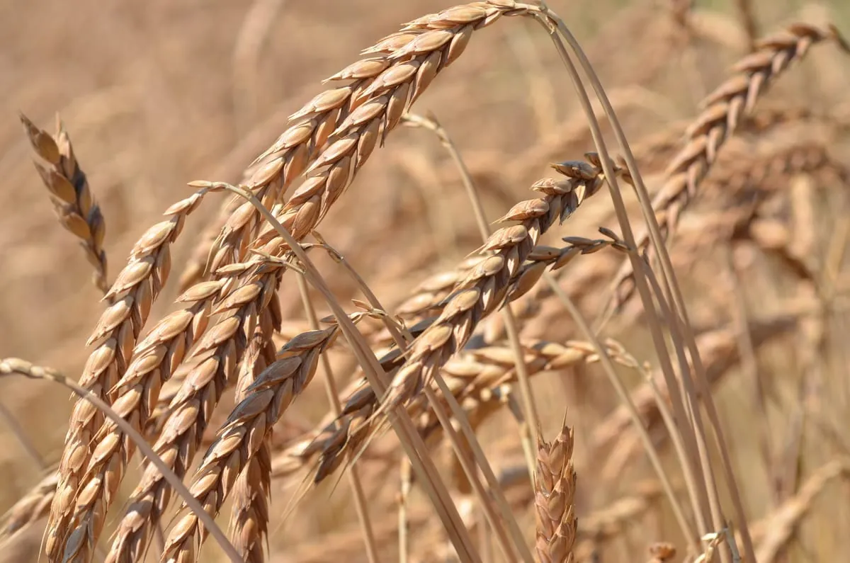 Urgetreide ist gefragt: Wenn Bauern, Müller und Bäcker wieder zusammenarbeiten