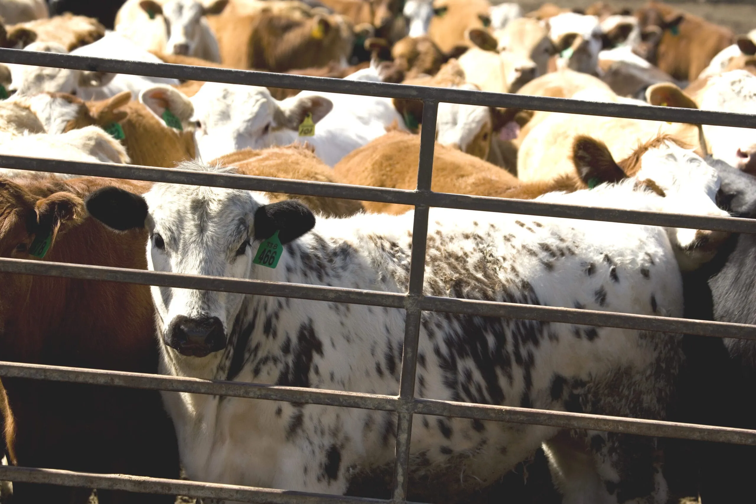 Neues Tiergesundheitsgesetz setzt verstärkt auf Seuchenprävention