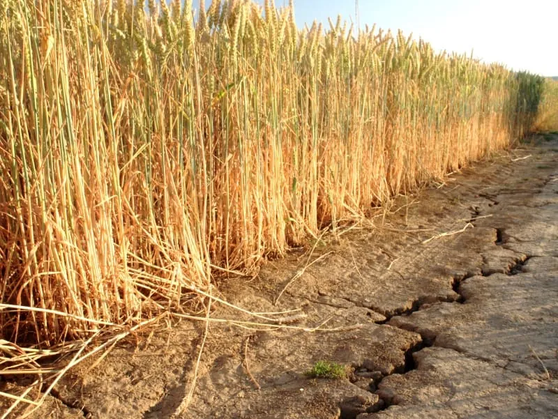 Bäcker müssen mit weiteren Preissteigerungen rechnen