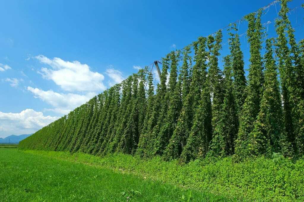 Hopfen-1024x680.jpg