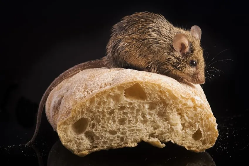 Noch kein Neustart für Müller-Brot