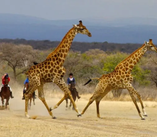 Mit Kindern zu Fuß, per Rad und auf dem Pferd durch die sudafrikanische Wildnis