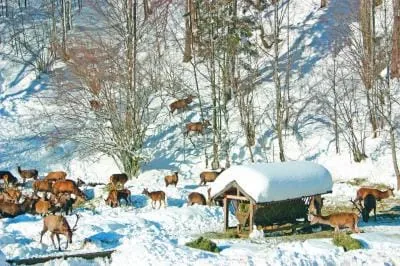 Adventromantik am Fuschlsee