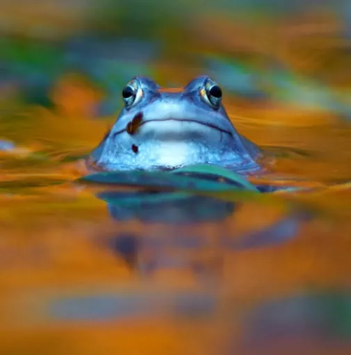 Die Wanderung der blauen Frösche in Graal-Müritz