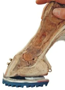 Stoßdämpfer für den Pferdefuß