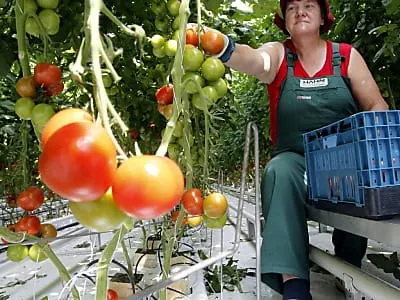 Krisenstimmung im Gewächshaus