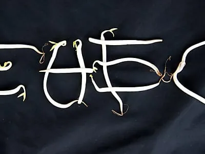 EHEC-Epidemie kostet Millionen