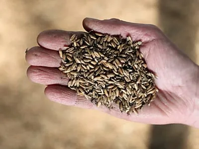 Ökologischer Landbau verzeichnet deutliches Wachstum