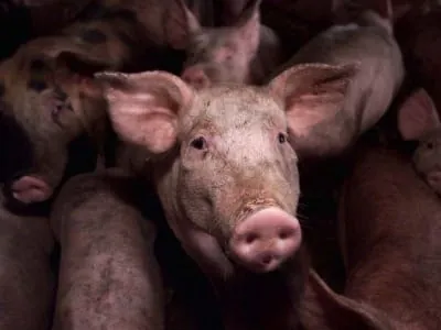 Neues Siegel für Fleisch aus artgerechter Haltung