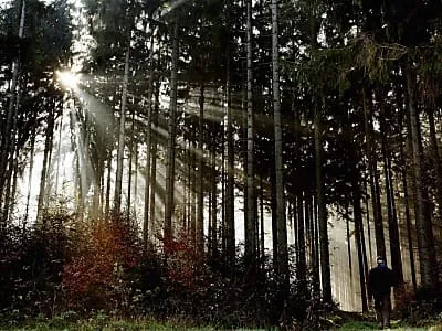 China und Deutschland verstärken Kooperation zum Schutz der Wälder