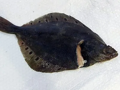 Schollenbestand in der Nordsee auf Rekordhöhe