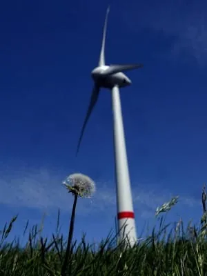 Oberste Naturschützerin billigt Windräder im Wald