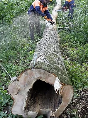 Kahlschlag im Kronwald