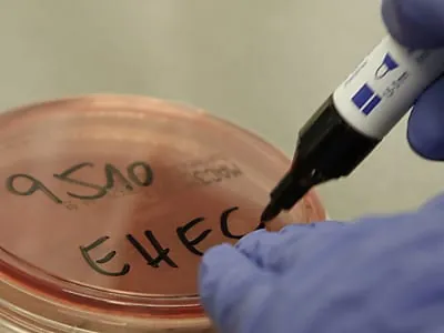 EHEC-Schäden für deutsche Bauern betragen 16 Millionen Euro