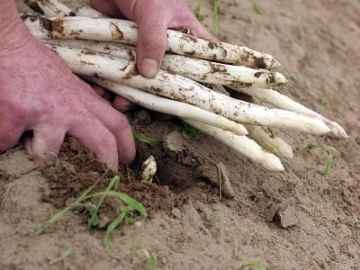 Deutsche Bauern ernten so viel Spargel wie nie zuvor