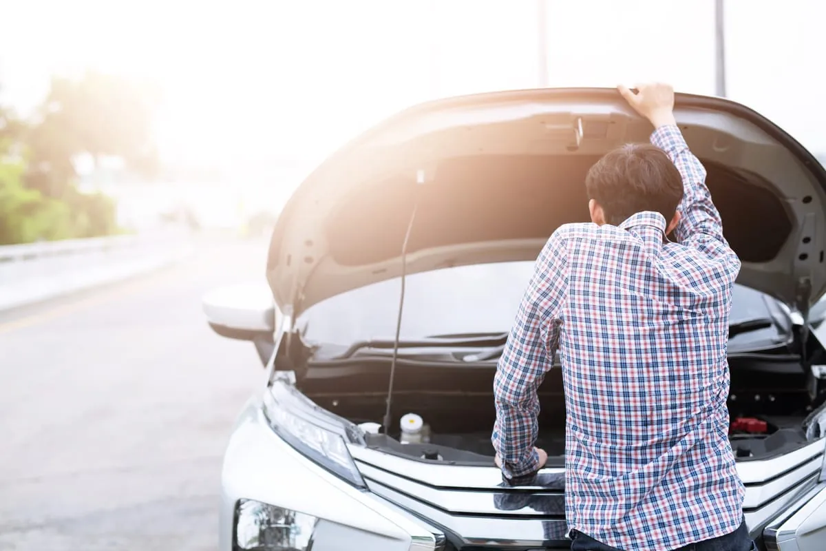 Marder & Co.: Diese Schäden richten die Tiere am Auto an