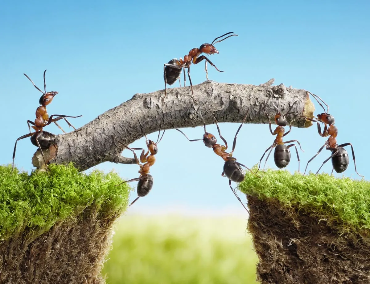 Toll, ein anderer macht’s: Wenn Teamarbeit unproduktiv ist