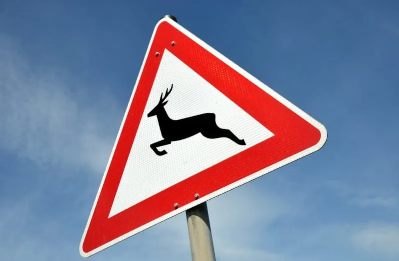 Wann Versicherer nach einem Wildunfall zahlen