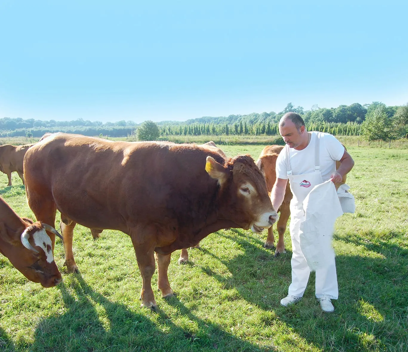 Alles aus einer Hand: Vom Rind bis zum Schwarzwälder Schinken