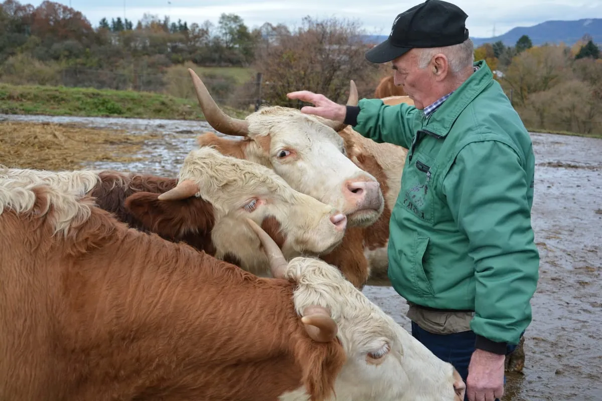 Tierschonendes Schlachten ohne Lebendtransport