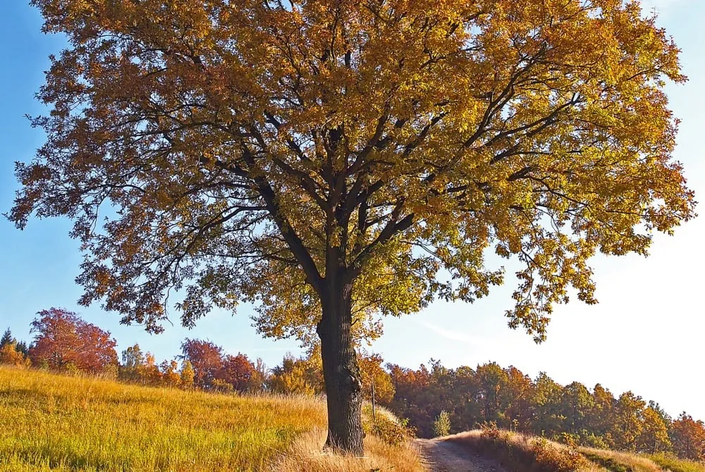 Die Trauben-Eiche trotzt dem Klimawandel