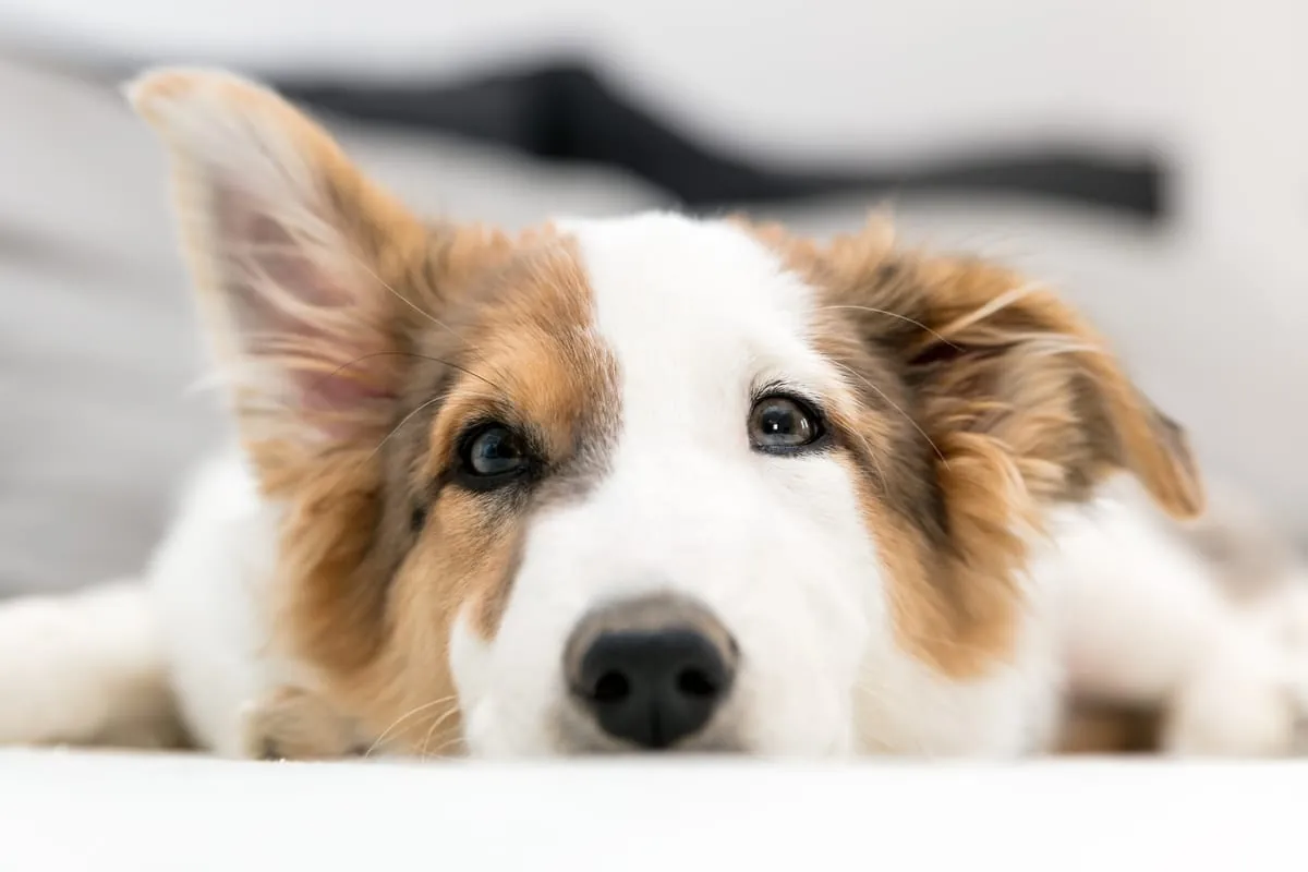 Der Wau-Effekt: Warum ein Hund Ihrem Betrieb guttun könnte