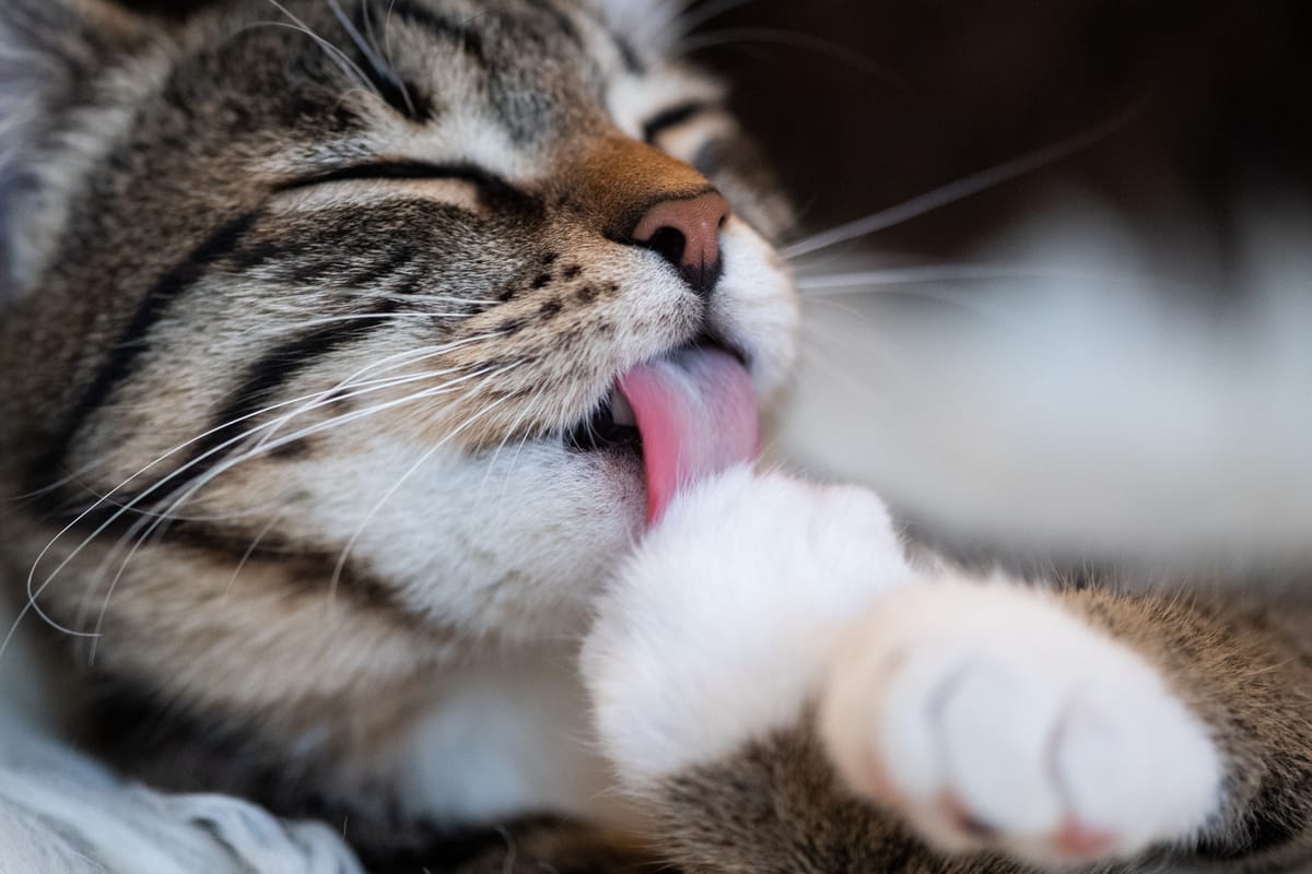 Hauskatze leckt sich das Fell