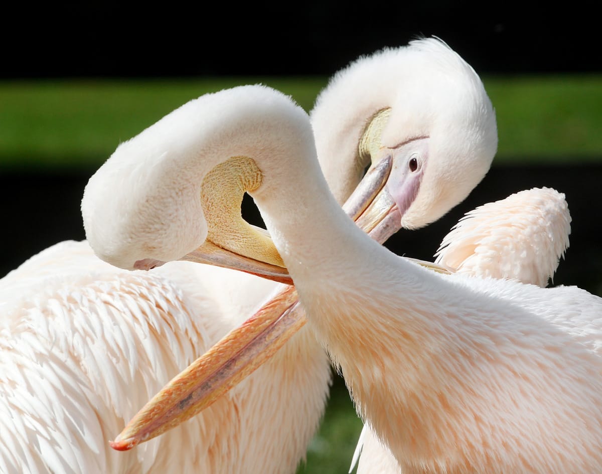 Rosapelikane beim Frühjahrsputz