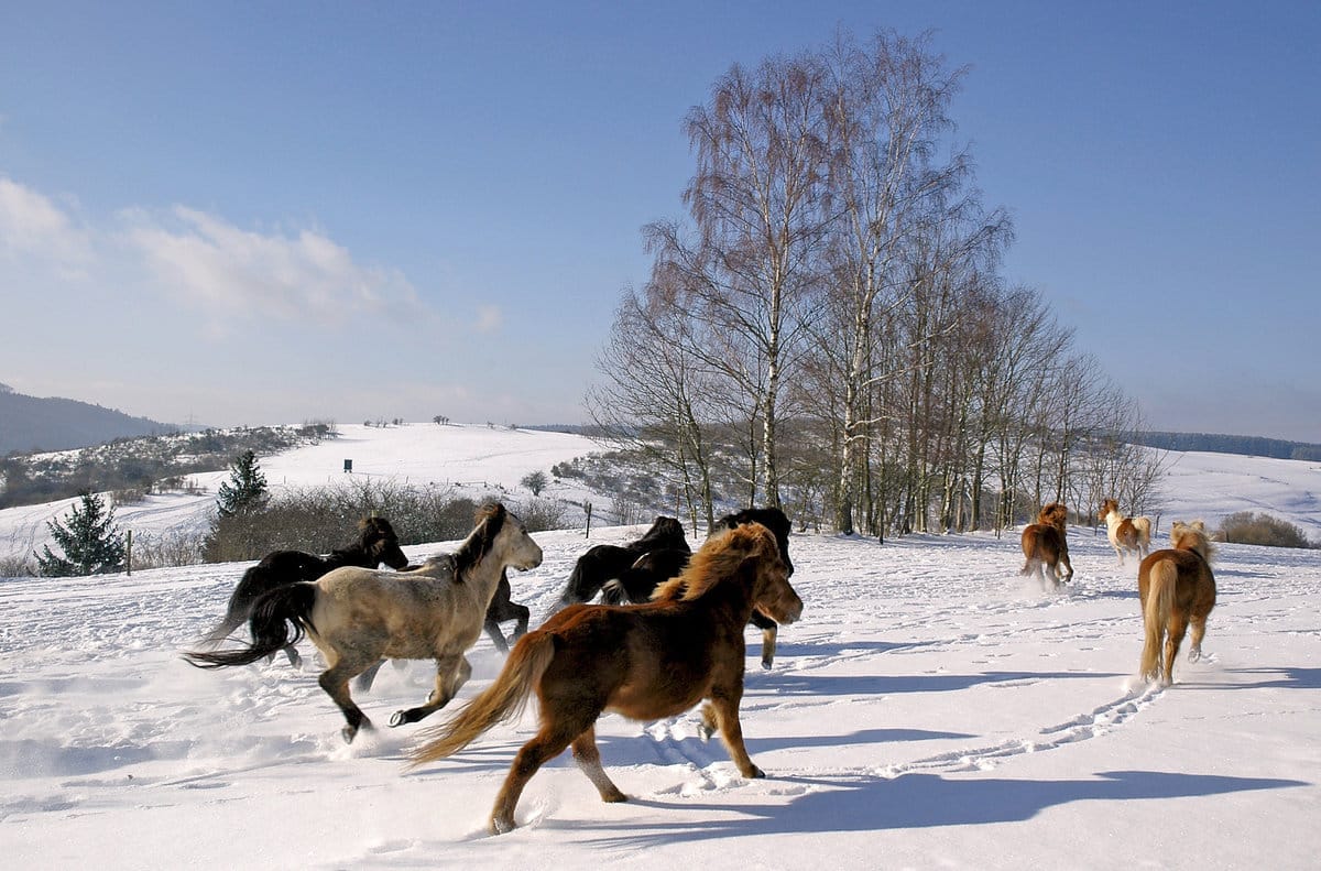 Pferde galoppieren durch eine Schneelandschaft.