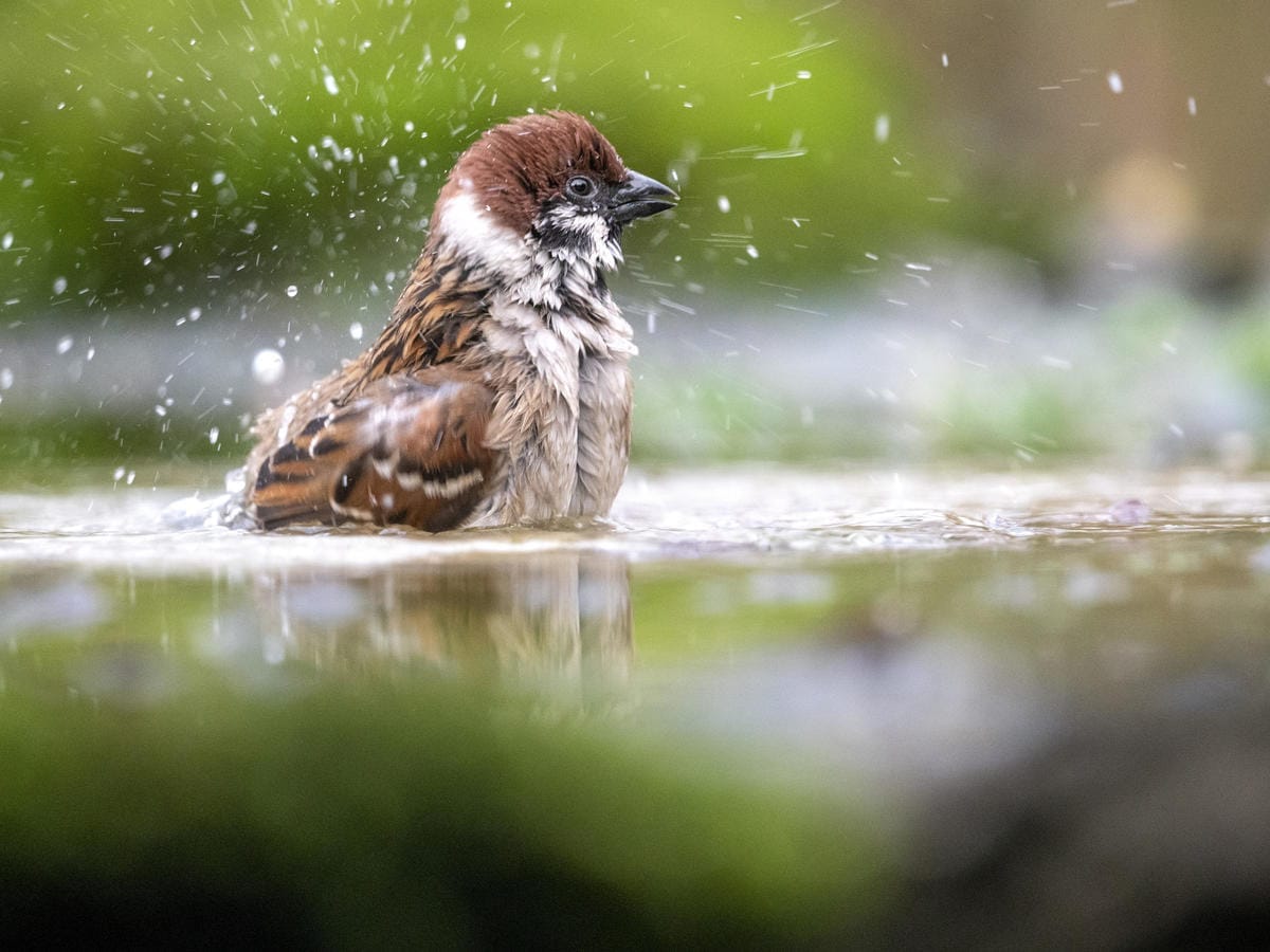 Feldsperling beim Waschen seines Gefieders