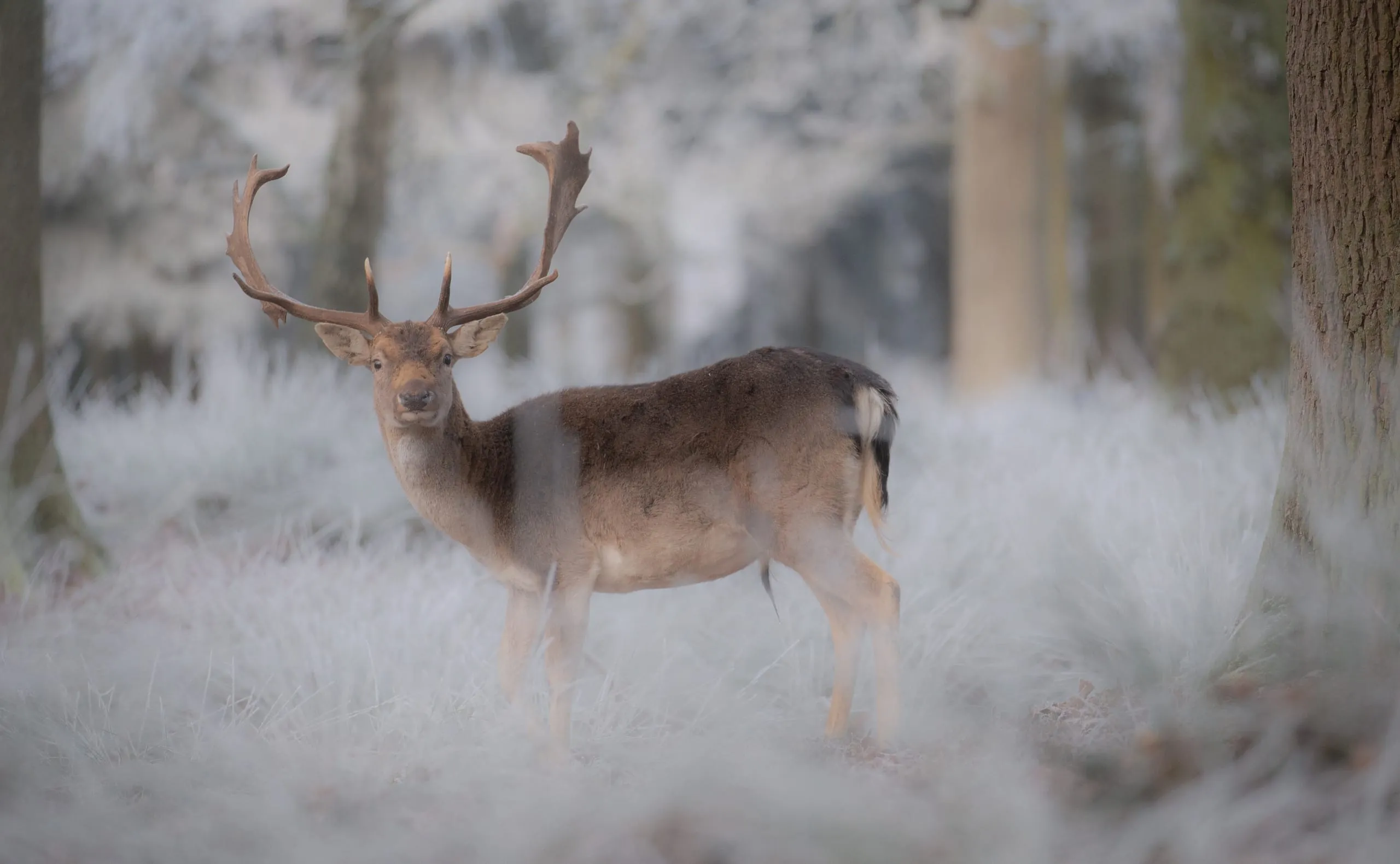 Winter Wunderland: Bezaubernde Landschaften in Schnee und Eis