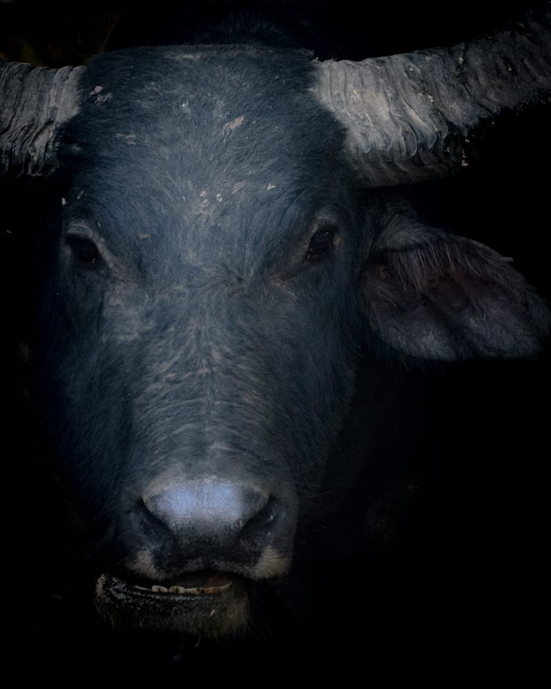 Kopf eines indischen Wasserbüffels.