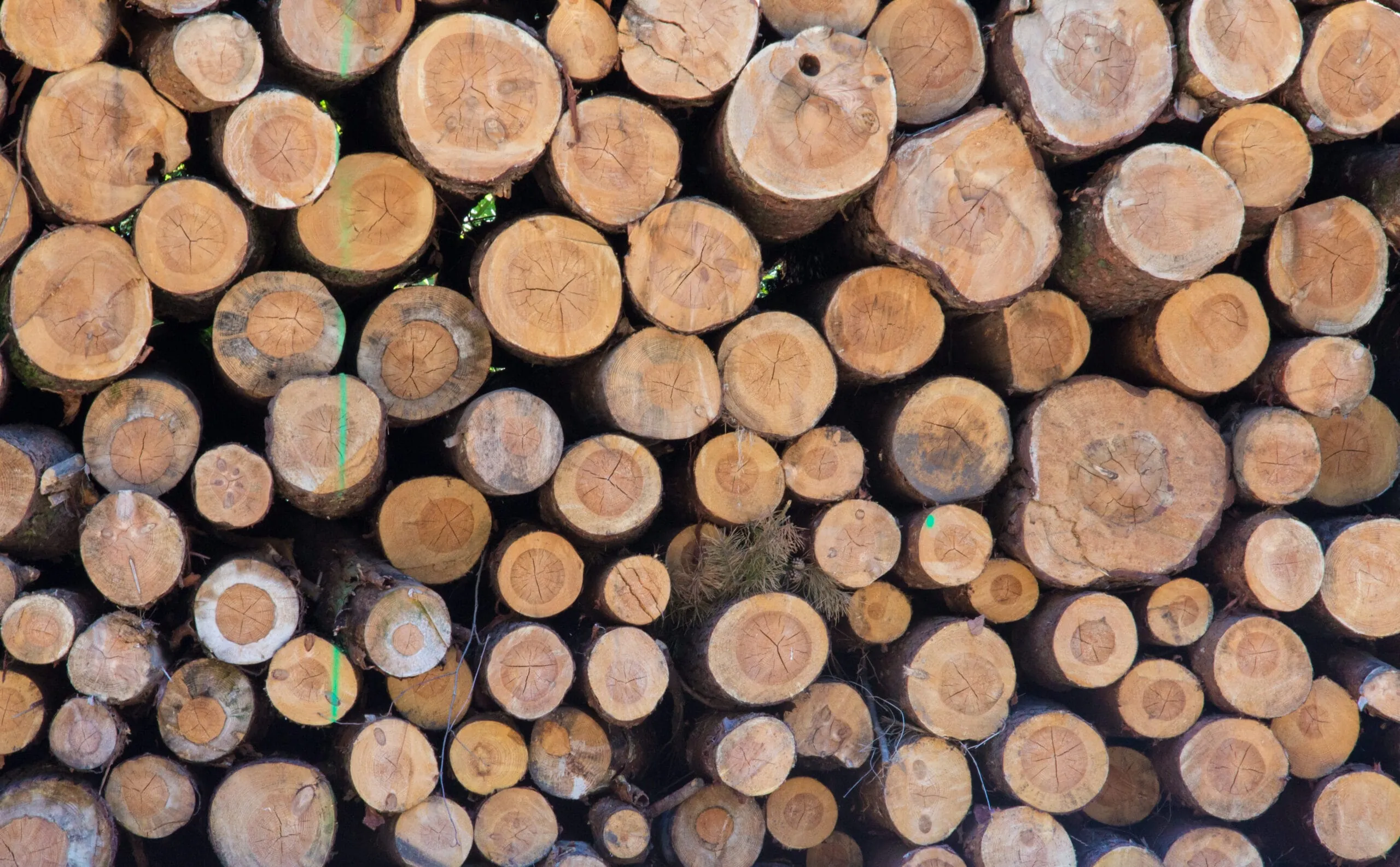 Kampf ums deutsche Holz: 42,6 Prozent mehr Rohholz exportiert