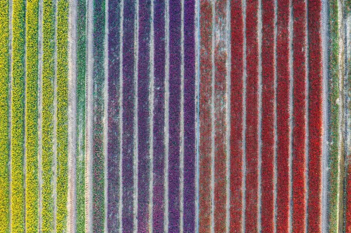 Germany, Saxony-Anhalt, aerial view of tulip fields
