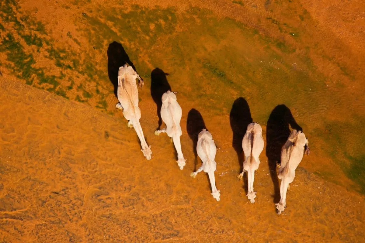 Dromedare in Nordkenia