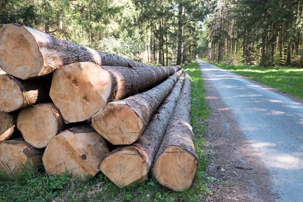 Holzstapel mit Fichtenst&auml;mmen im Wald