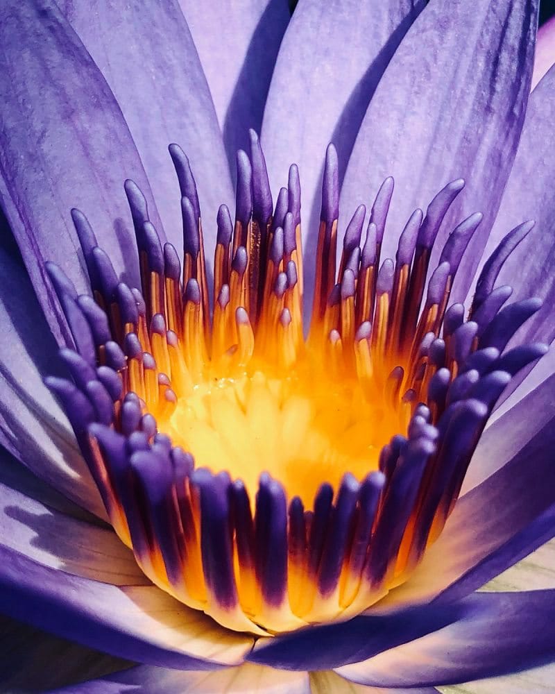 Blüte einer violetten Blume in Nahaufnahme