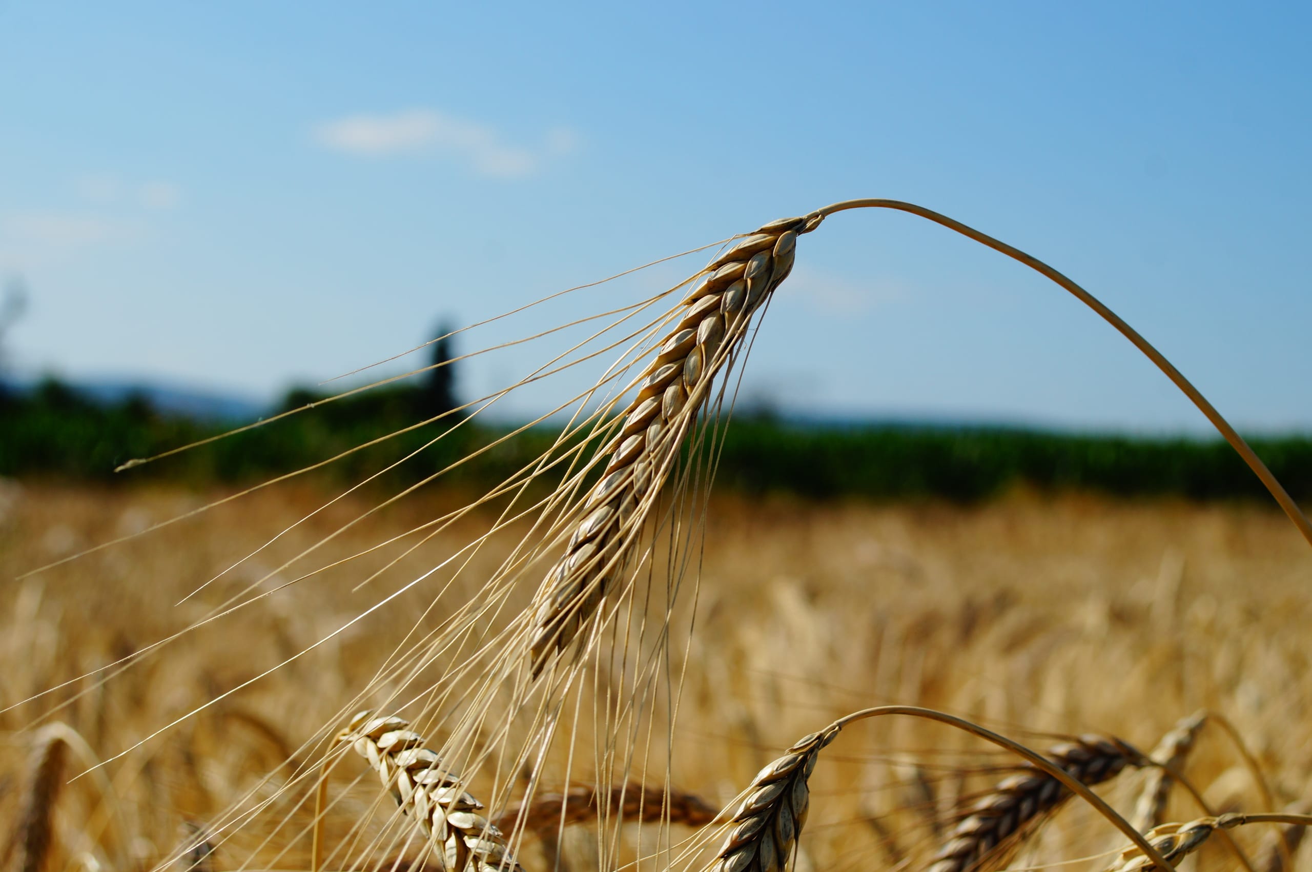 Gerste auf der Wiese