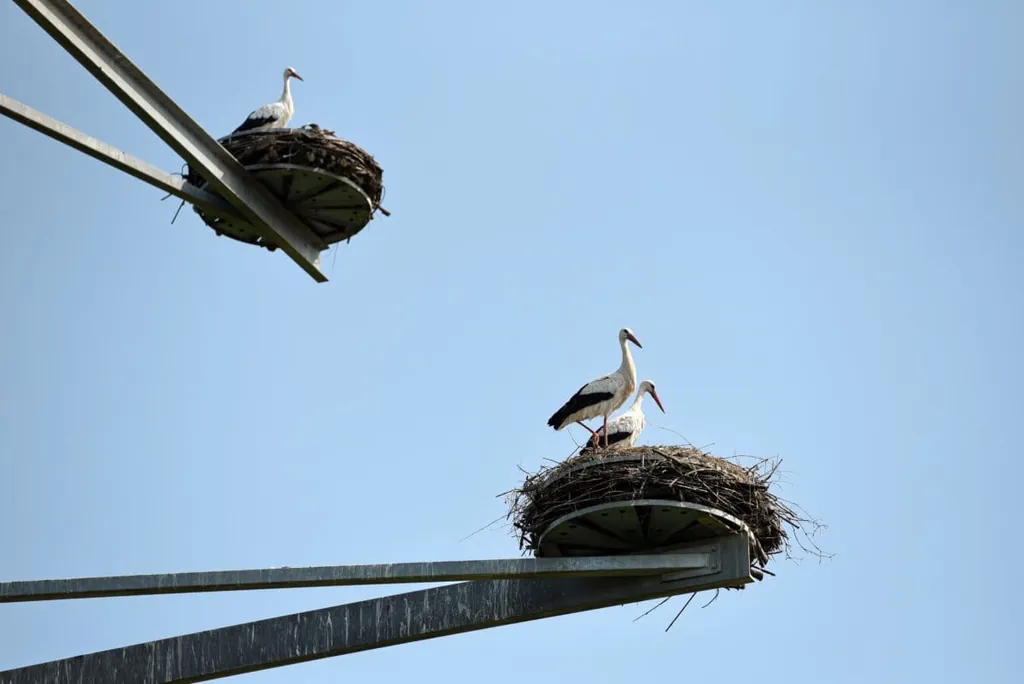 St&ouml;rche im Nest