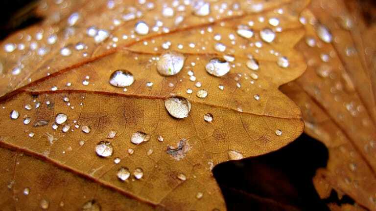 Nasses Herbstlaub