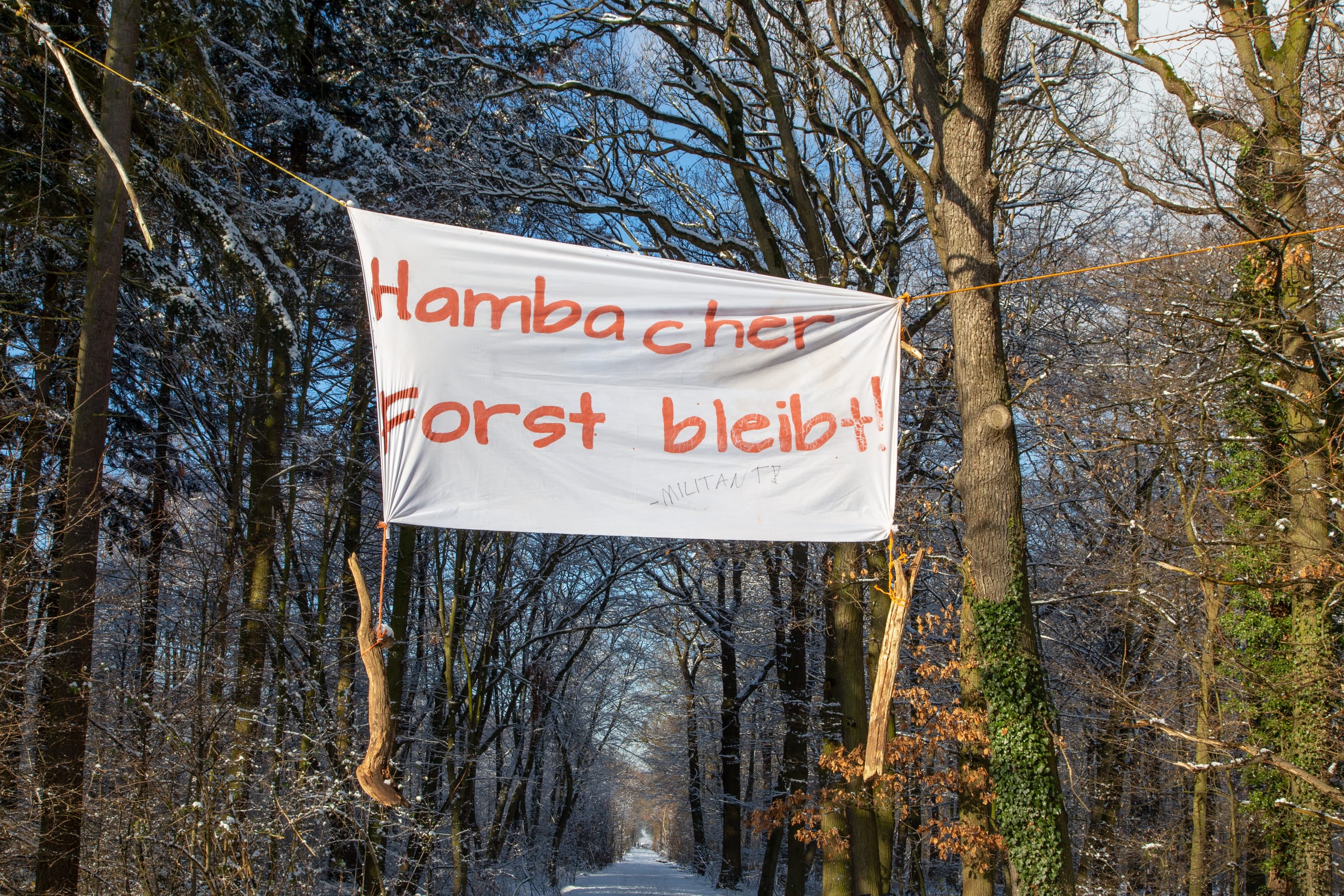 Hambacher Forst
